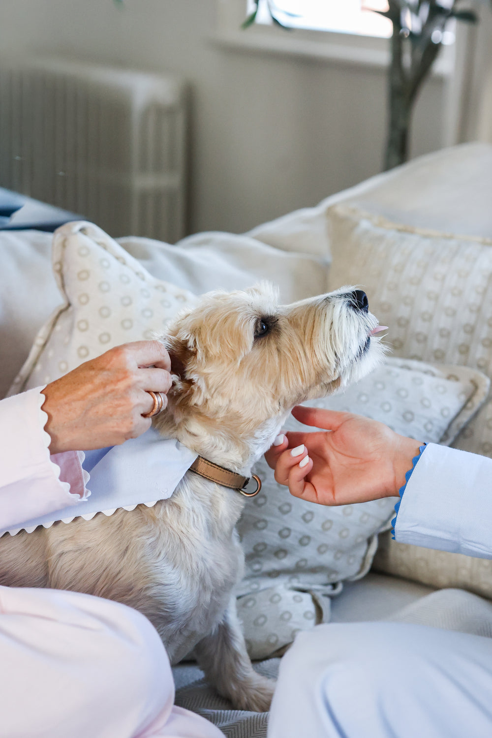Siân Esther x Osborn Interiors Dog Scarf