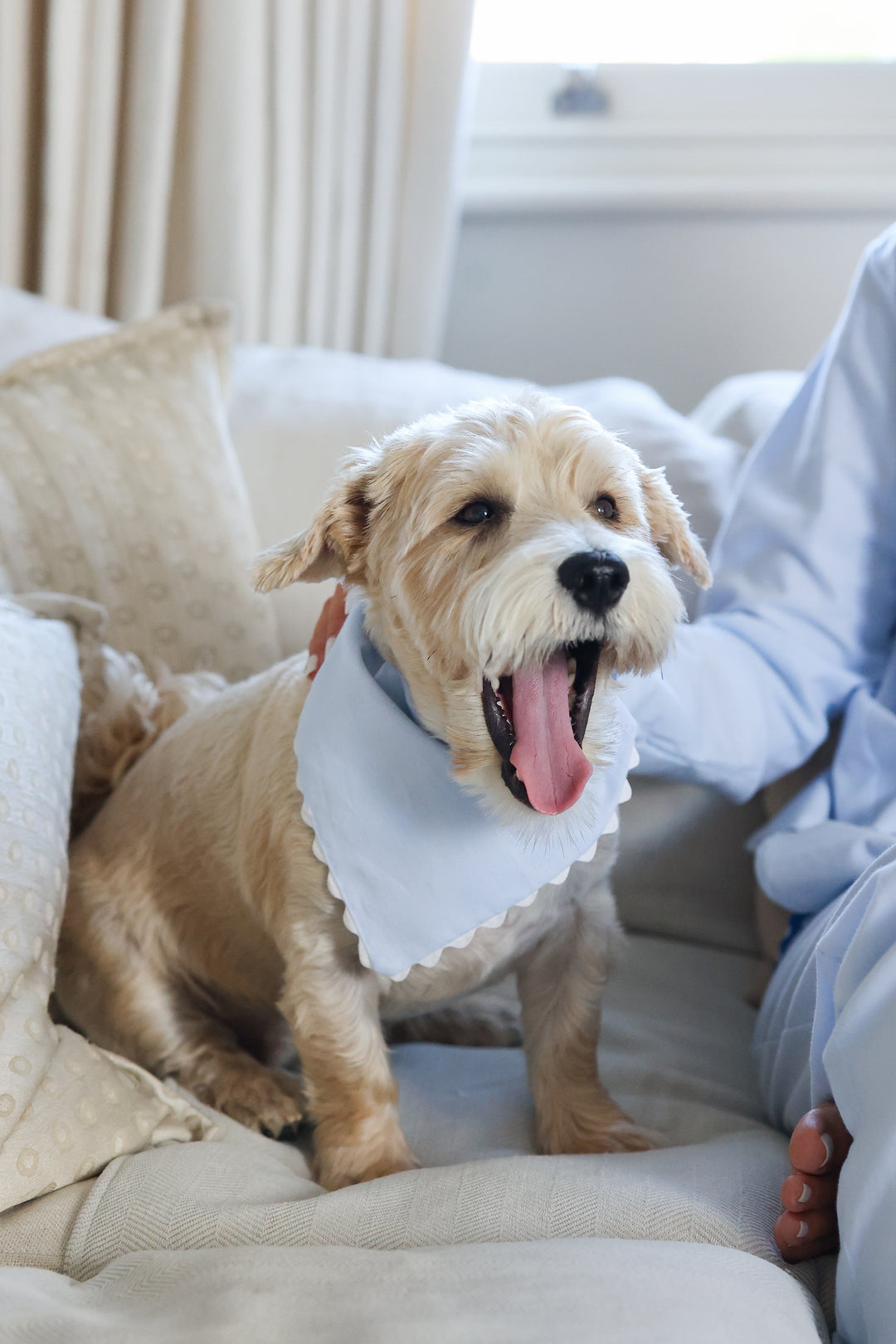 Siân Esther x Osborn Interiors Dog Scarf