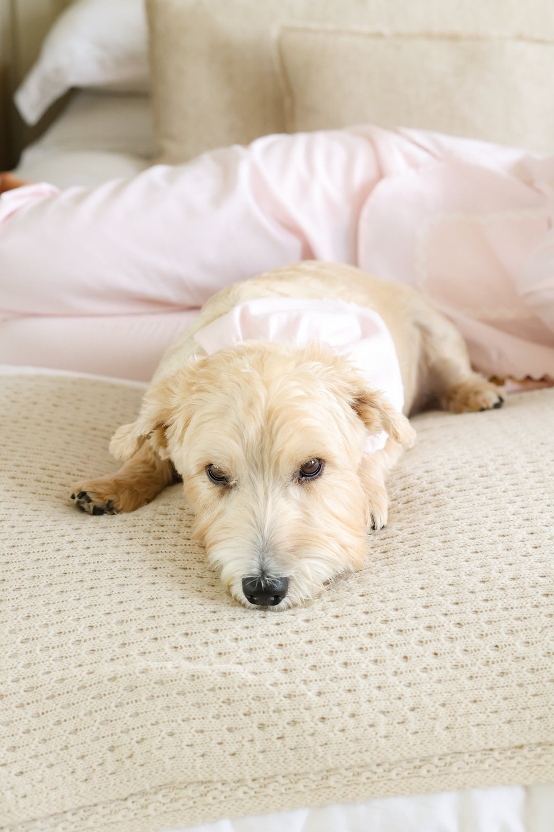 Siân Esther x Osborn Interiors Dog Scarf